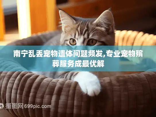 南宁乱丢宠物遗体问题频发,专业宠物殡葬服务成最优解