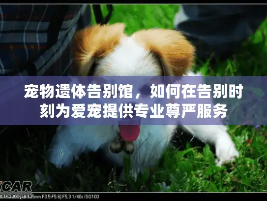 宠物遗体告别馆，如何在告别时刻为爱宠提供专业尊严服务