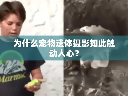 为什么宠物遗体摄影如此触动人心？