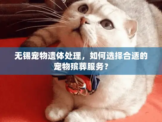 无锡宠物遗体处理，如何选择合适的宠物殡葬服务？