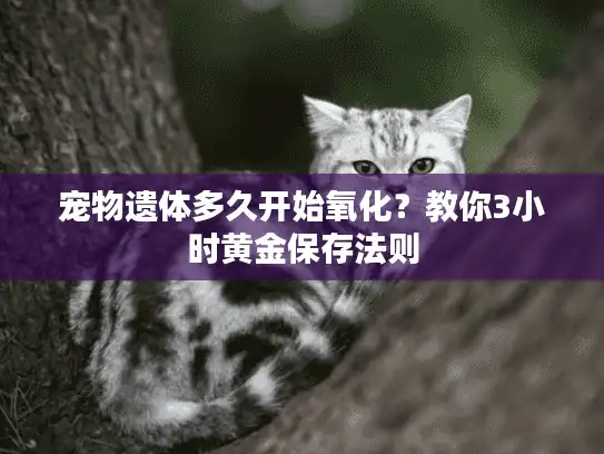 宠物遗体多久开始氧化？教你3小时黄金保存法则