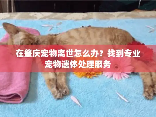 在肇庆宠物离世怎么办？找到专业宠物遗体处理服务