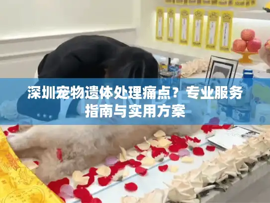 深圳宠物遗体处理痛点？专业服务指南与实用方案
