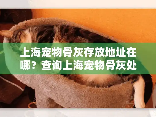 上海宠物骨灰存放地址在哪？查询上海宠物骨灰处理最佳地点指南