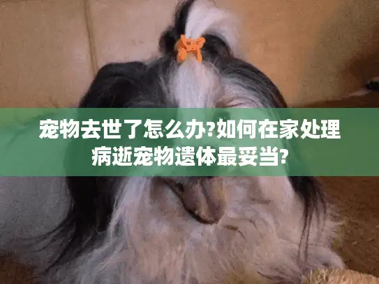 宠物去世了怎么办?如何在家处理病逝宠物遗体最妥当?