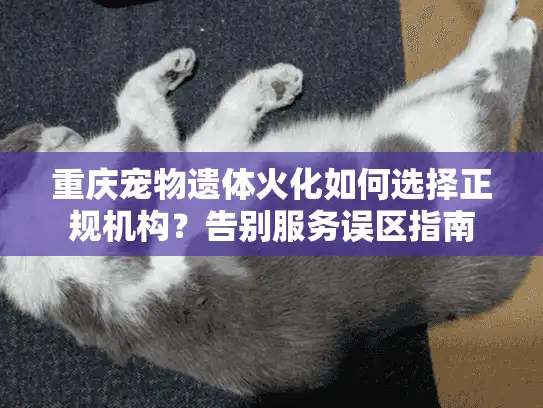 重庆宠物遗体火化如何选择正规机构？告别服务误区指南