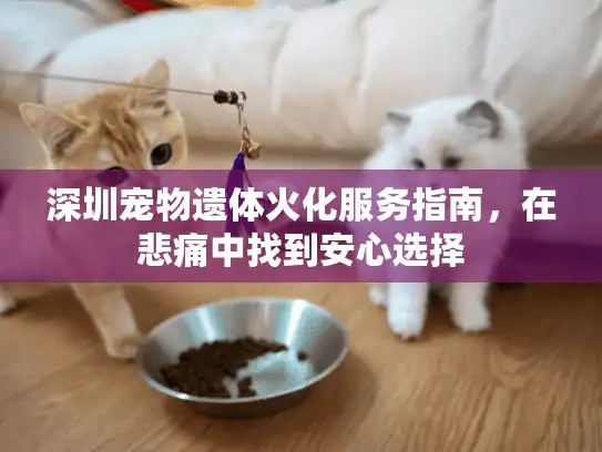 深圳宠物遗体火化服务指南，在悲痛中找到安心选择