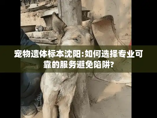宠物遗体标本沈阳:如何选择专业可靠的服务避免陷阱?