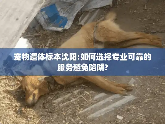 宠物遗体标本沈阳:如何选择专业可靠的服务避免陷阱?