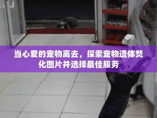 当心爱的宠物离去，探索宠物遗体焚化图片并选择最佳服务
