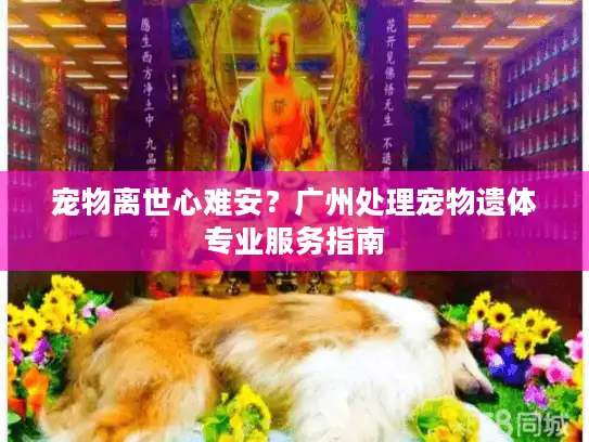 宠物离世心难安？广州处理宠物遗体专业服务指南