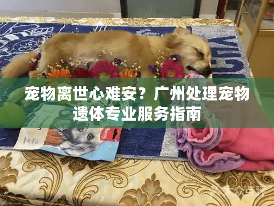 宠物离世心难安？广州处理宠物遗体专业服务指南