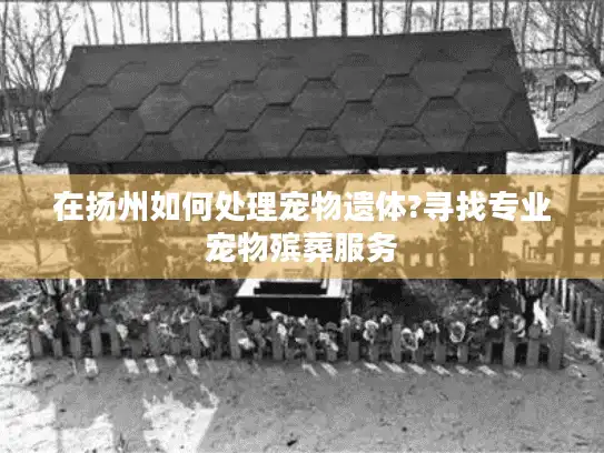 在扬州如何处理宠物遗体?寻找专业宠物殡葬服务