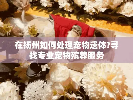 在扬州如何处理宠物遗体?寻找专业宠物殡葬服务
