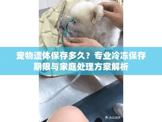 宠物遗体保存多久？专业冷冻保存期限与家庭处理方案解析