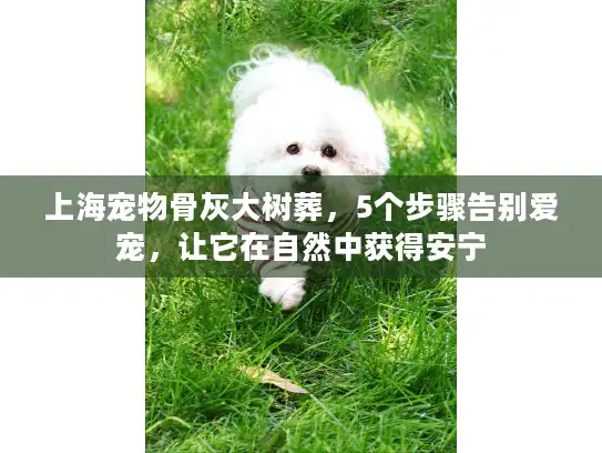 上海宠物骨灰大树葬，5个步骤告别爱宠，让它在自然中获得安宁