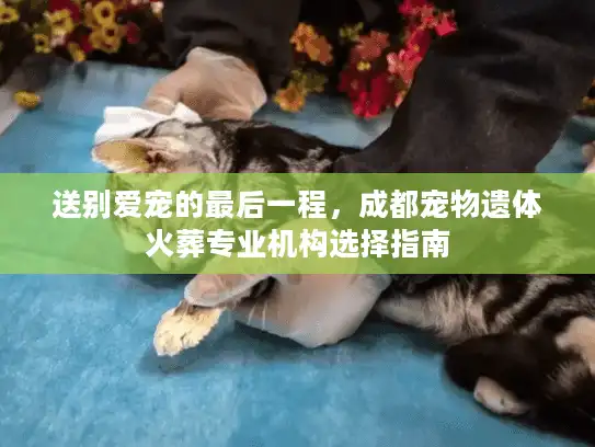 送别爱宠的最后一程，成都宠物遗体火葬专业机构选择指南