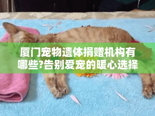 厦门宠物遗体捐赠机构有哪些?告别爱宠的暖心选择