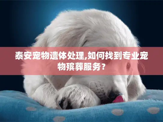 泰安宠物遗体处理,如何找到专业宠物殡葬服务？