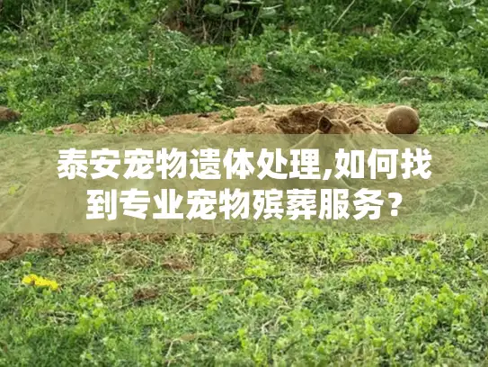 泰安宠物遗体处理,如何找到专业宠物殡葬服务？