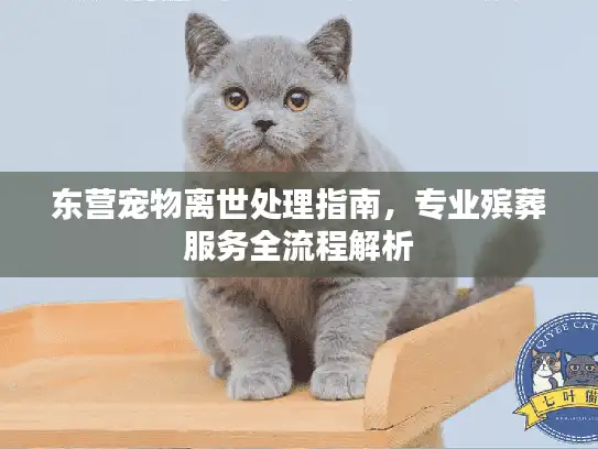 东营宠物离世处理指南，专业殡葬服务全流程解析