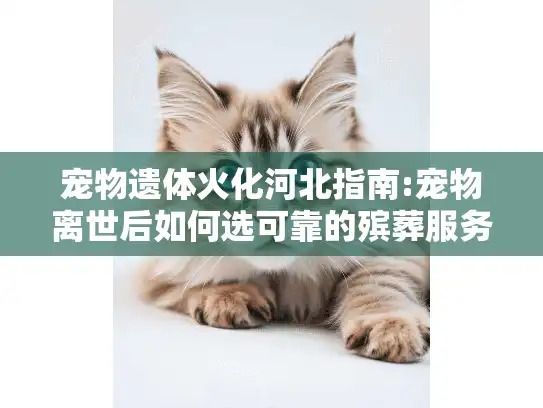 宠物遗体火化河北指南:宠物离世后如何选可靠的殡葬服务