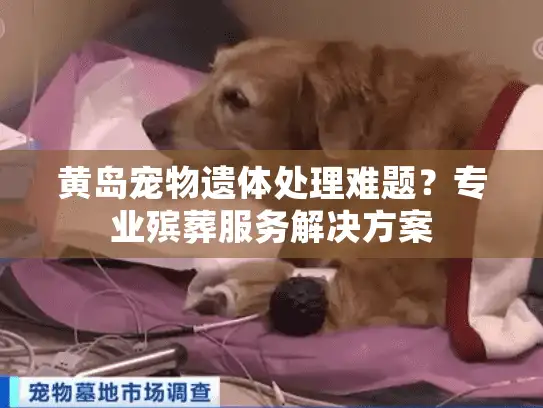 黄岛宠物遗体处理难题？专业殡葬服务解决方案
