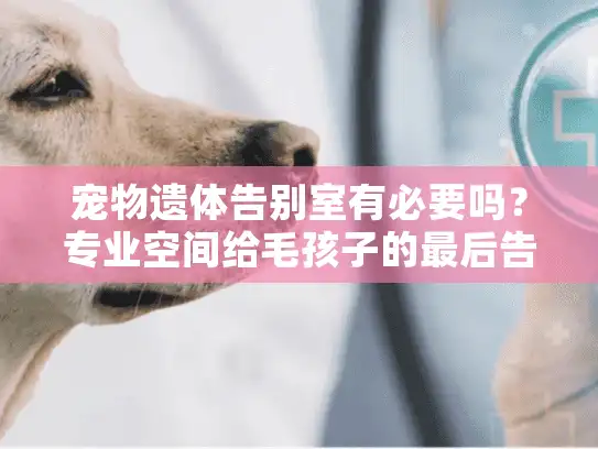 宠物遗体告别室有必要吗？专业空间给毛孩子的最后告别