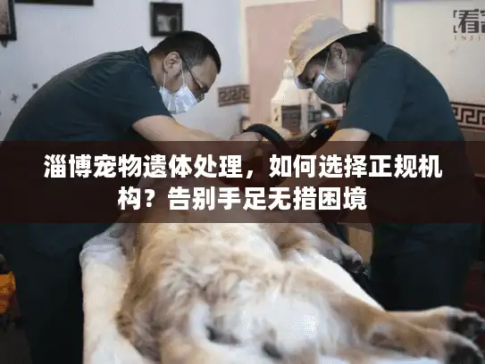 淄博宠物遗体处理，如何选择正规机构？告别手足无措困境