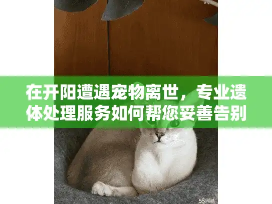 在开阳遭遇宠物离世，专业遗体处理服务如何帮您妥善告别？