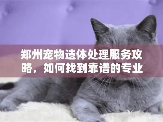 郑州宠物遗体处理服务攻略，如何找到靠谱的专业渠道？