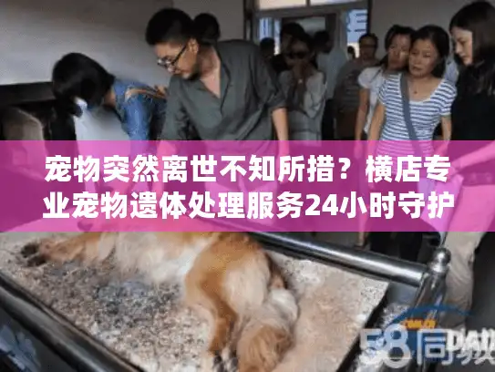 宠物突然离世不知所措？横店专业宠物遗体处理服务24小时守护尊严