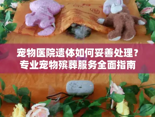 宠物医院遗体如何妥善处理？专业宠物殡葬服务全面指南