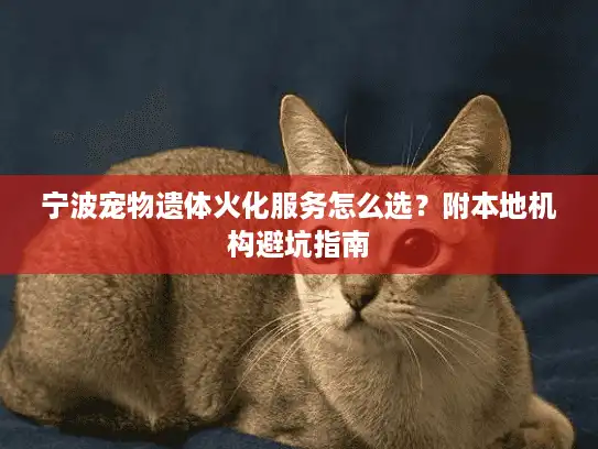宁波宠物遗体火化服务怎么选？附本地机构避坑指南