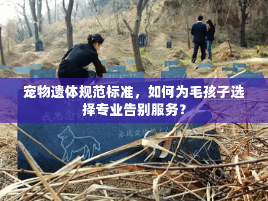 宠物遗体规范标准，如何为毛孩子选择专业告别服务？