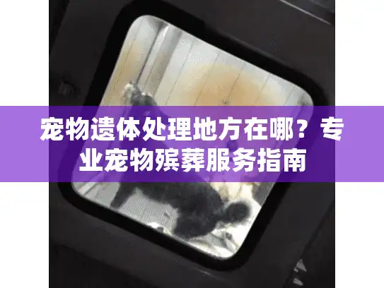 宠物遗体处理地方在哪？专业宠物殡葬服务指南