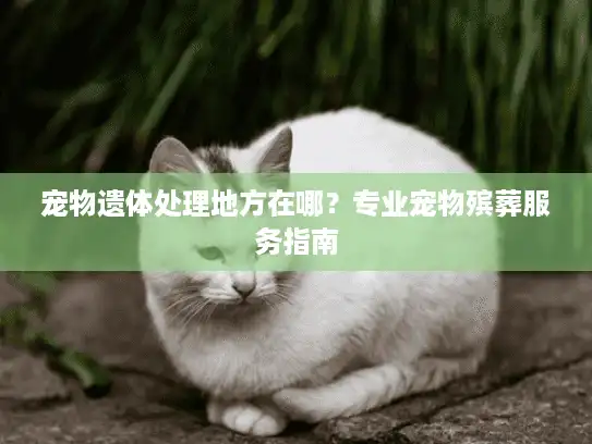 宠物遗体处理地方在哪？专业宠物殡葬服务指南