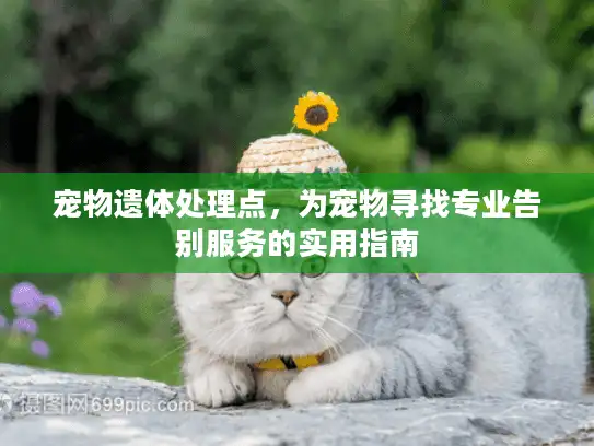 宠物遗体处理点，为宠物寻找专业告别服务的实用指南