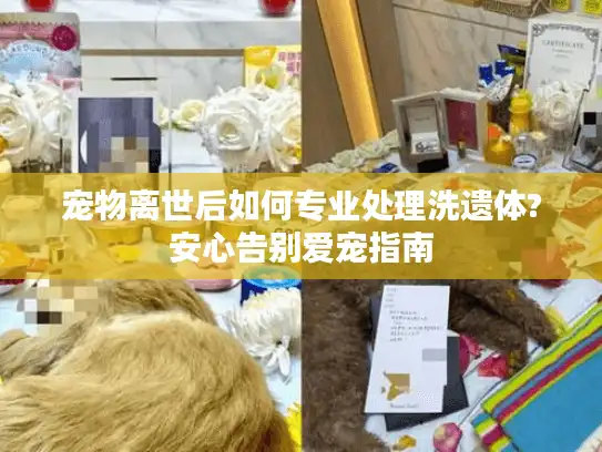 宠物离世后如何专业处理洗遗体?安心告别爱宠指南