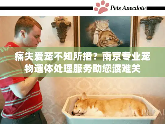 痛失爱宠不知所措？南京专业宠物遗体处理服务助您渡难关
