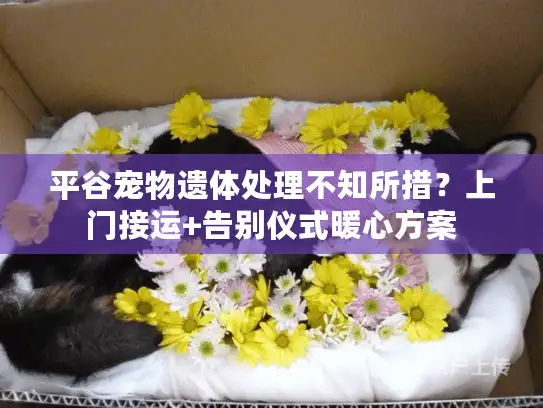 平谷宠物遗体处理不知所措？上门接运+告别仪式暖心方案