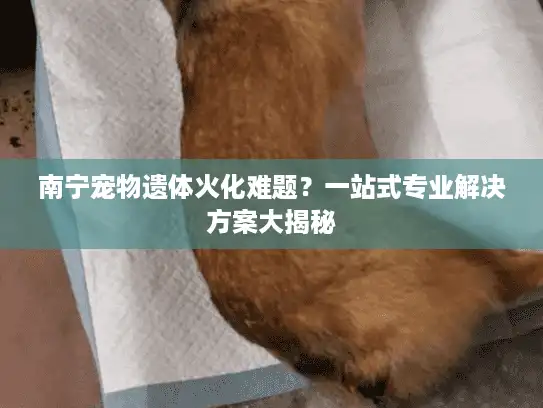 南宁宠物遗体火化难题？一站式专业解决方案大揭秘