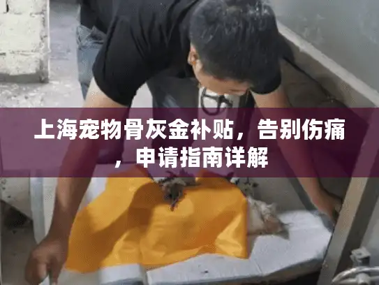 上海宠物骨灰金补贴，告别伤痛，申请指南详解
