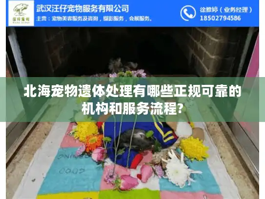 北海宠物遗体处理有哪些正规可靠的机构和服务流程?