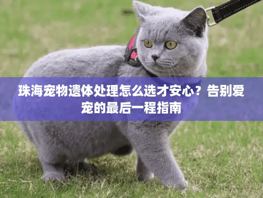 珠海宠物遗体处理怎么选才安心？告别爱宠的最后一程指南