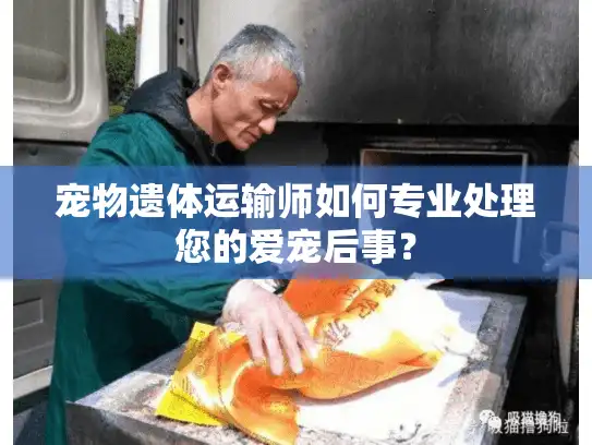 宠物遗体运输师如何专业处理您的爱宠后事？