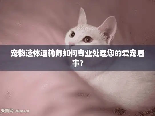 宠物遗体运输师如何专业处理您的爱宠后事？