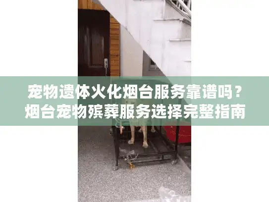 宠物遗体火化烟台服务靠谱吗？烟台宠物殡葬服务选择完整指南
