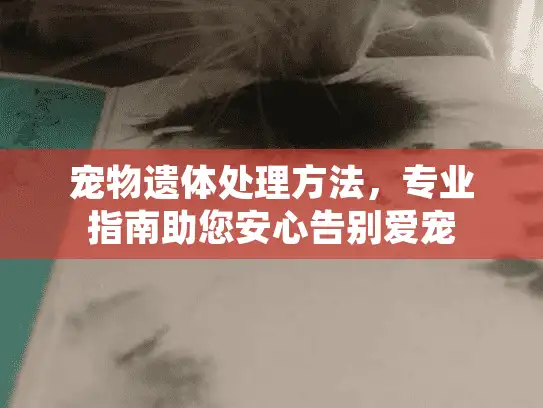 宠物遗体处理方法，专业指南助您安心告别爱宠
