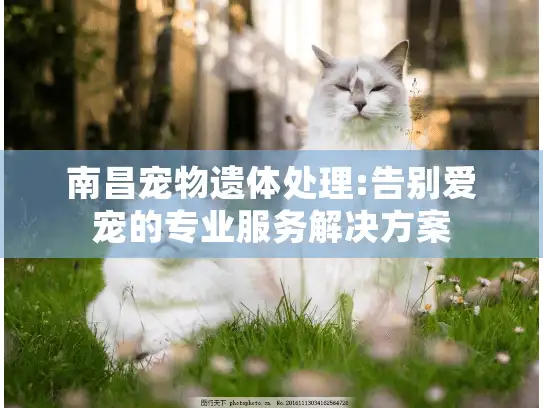 南昌宠物遗体处理:告别爱宠的专业服务解决方案